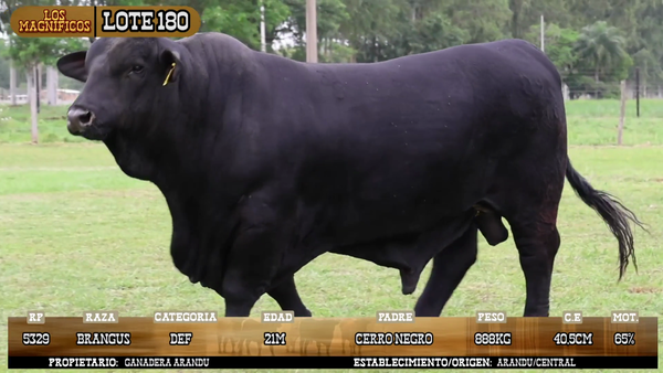 Lote LOTE 180