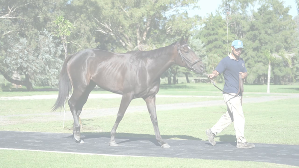 Lote GALANATICA (GALAN DE CINE - GENEATICA)  RETIRADA DEL TRAINING