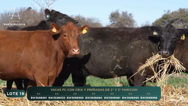 Lote VACAS PC PARIDAS y PREÑADAS