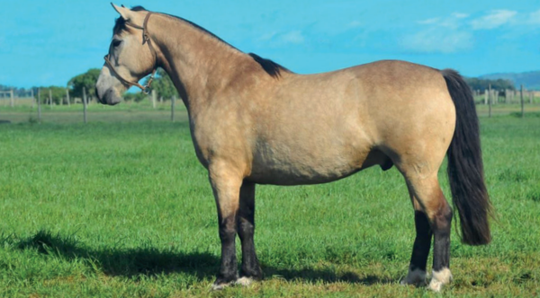 Lote CAÑADA LAMBARI