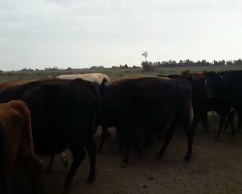 Lote 22 Vacas en Brandsen, Buenos Aires