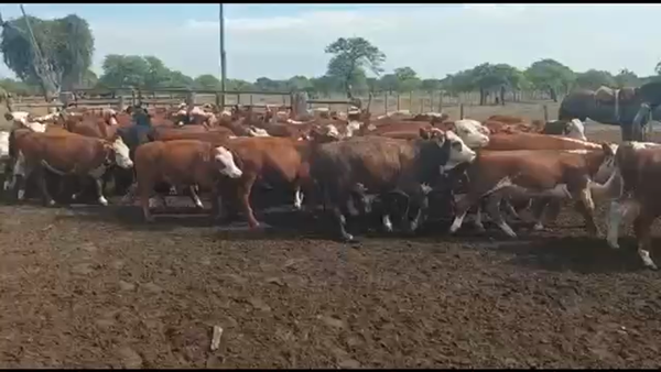 Lote 73 Terneros/as en Curuzú-Cuatiá, Corrientes