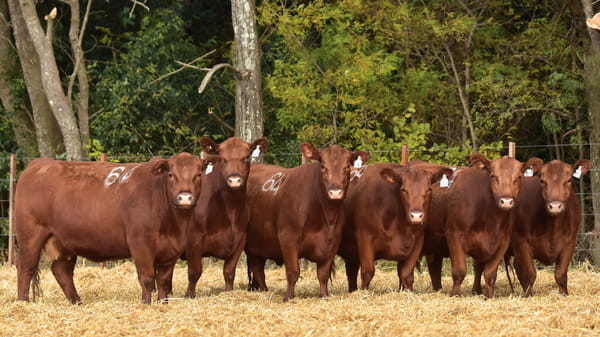 Lote VACAS ANGUS 2° SERV