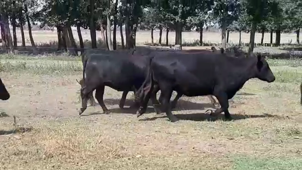 Lote 40 Vaquillonas C/ gtia de preñez en Brandsen, Buenos Aires