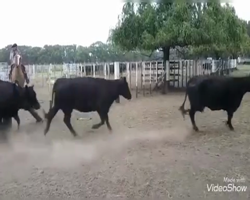 Lote 31 Vacas nuevas C/ cria en Gral. Belgrano, Buenos Aires