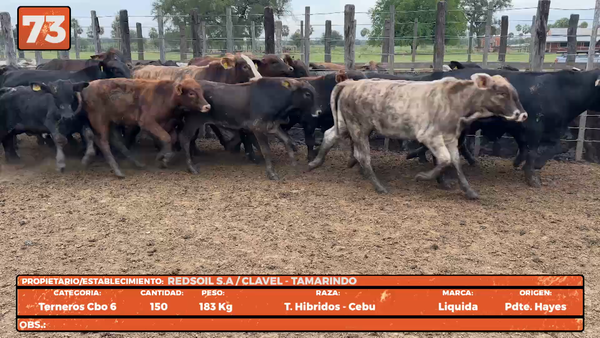 Lote LOTE 73