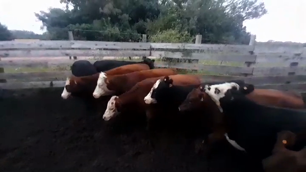 Lote 8 Vaquillonas 1 a 2 años CRUZAS 345kg -  en COLONIA ESTRELLA