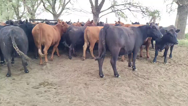 Lote 54 Vaquillonas C/ gtia de preñez en Pila, Buenos Aires