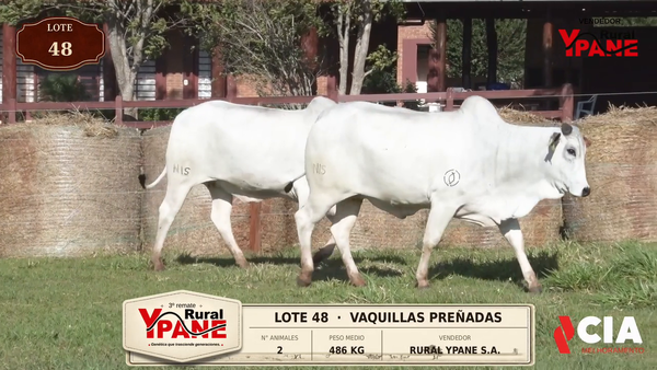 Lote Lote 48