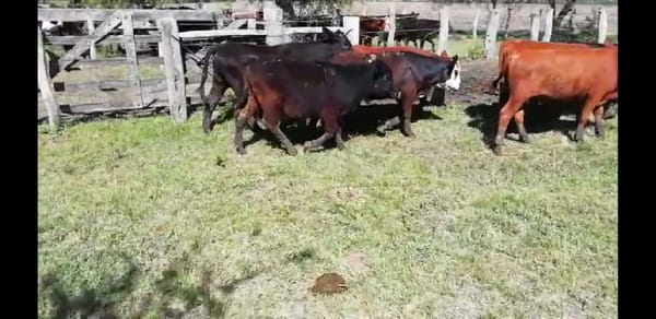 Lote 30 Terneros/as en Villaguay, Entre Ríos