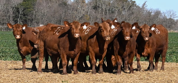 Lote VAQUILLONA ANGUS PC PRIMAVERA