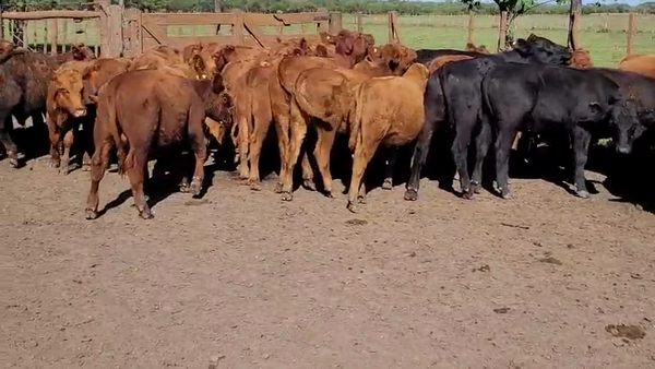 Lote 35 Terneros/as en Villaguay, Entre Ríos