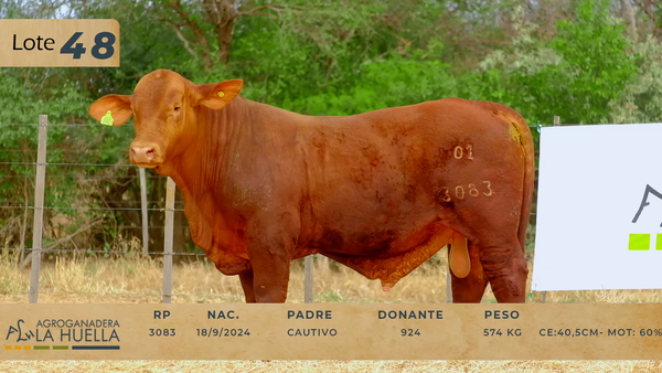 Lote LOTE 48