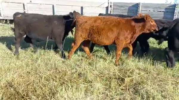 Lote 55 Terneros en Buenos Aires, Daireaux