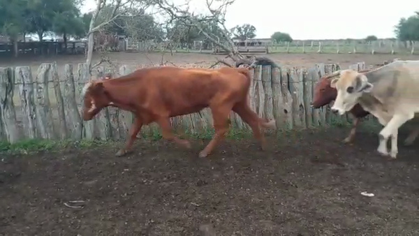 Lote 35 Vacas de invernar en Villaguay, Entre Ríos