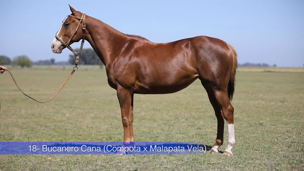 Lote BUCANERO CANA (COMPOTA - MALAPATA VELA)