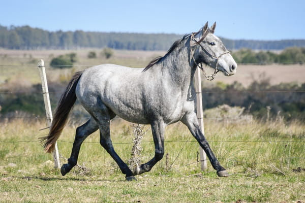 Lote HOJAPASCA LA FLECHILLA