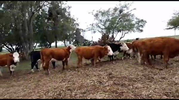 Lote vacas He 20
