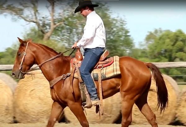 Lote CABALLOS MONTADOS