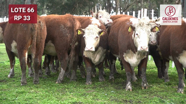 Lote VAQUILLONAS PURAS REGISTRADAS PREÑADAS POR SERV. NATURAL PARICIÓN PRIMAVERA