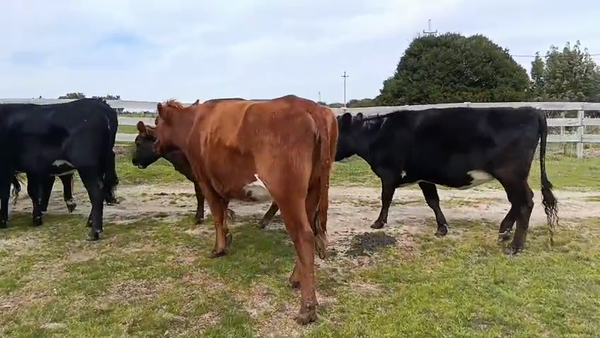 Lote 3 vacas y 6 vaq.