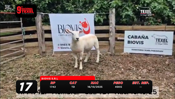 Lote LOTE 17