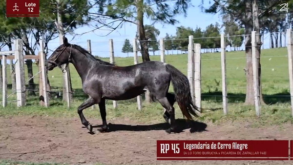 Lote LEGENDARIA DE CERRO ALEGRE