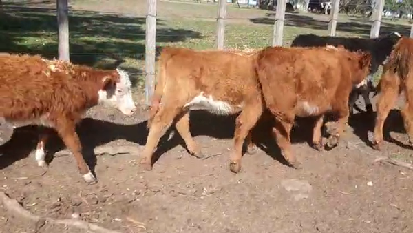 Lote 10 Terneros cruzas