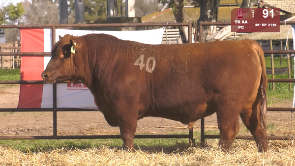 40(*) 3118 — TOROS ANGUS COLORADOS  PC