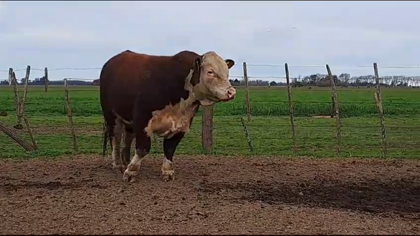 Lote TORO PURO DE PEDIGREE