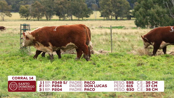 Lote Toros de Lote