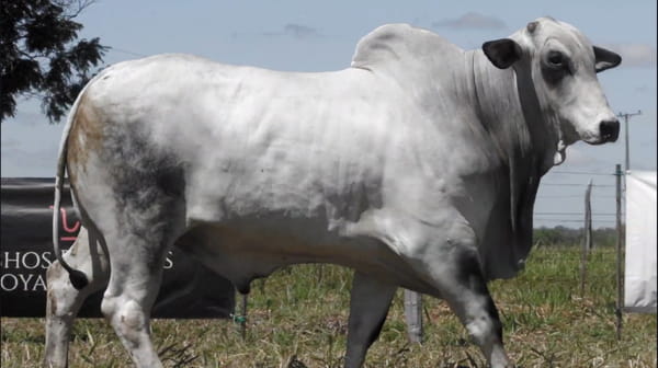 Lote LOTE 86