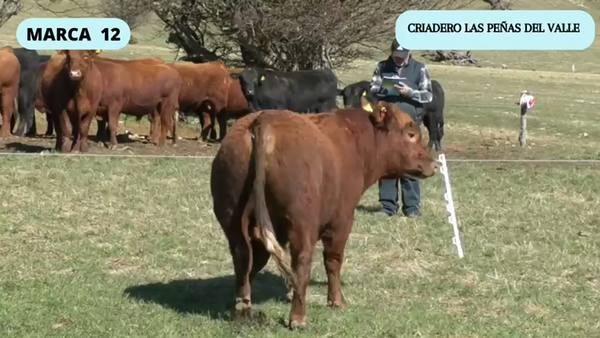Lote 1 Toro en XI Región Aysén, Coyhaique