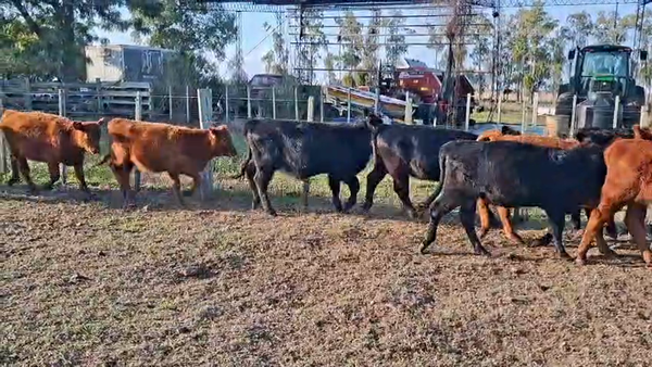 Lote TERNERAS