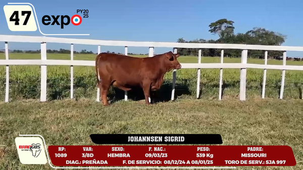 Lote LOTE 47