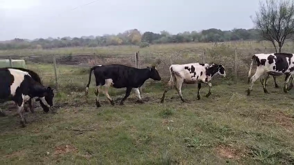 Lote 12 Terneras, San José