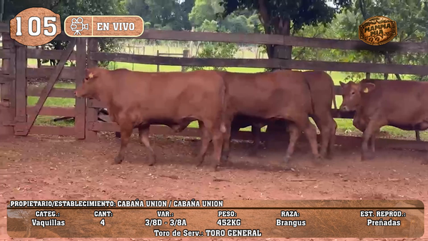 Lote LOTE 105 -EN VIVO