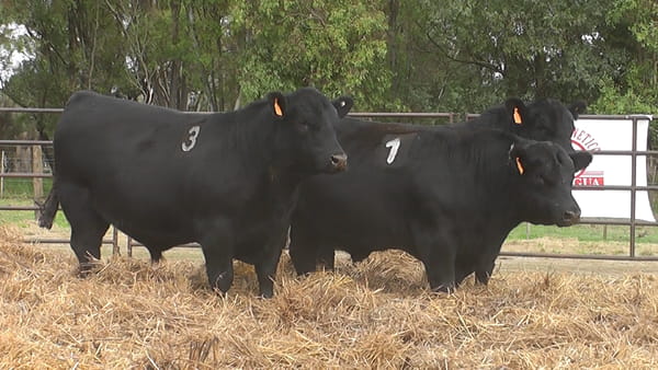 Lote TOROS ANGUS NEGROS PC