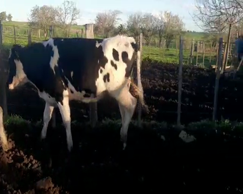 Lote 6 Vaquillonas  HOLANDO 450kg - , San José