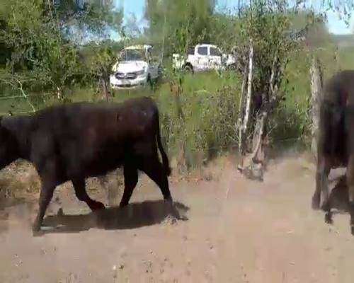 Lote 40 Vaquillonas C/ gtia de preñez en Brandsen, Buenos Aires