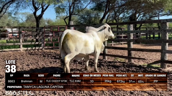 Lote Brahman