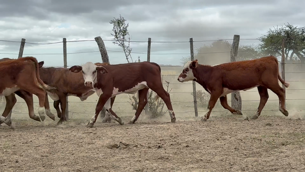 Lote 70 Terneras en Corrientes, Monte Caseros