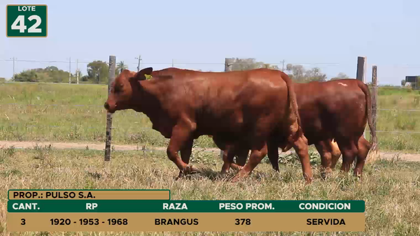 Lote HEMBRAS LOTE 42