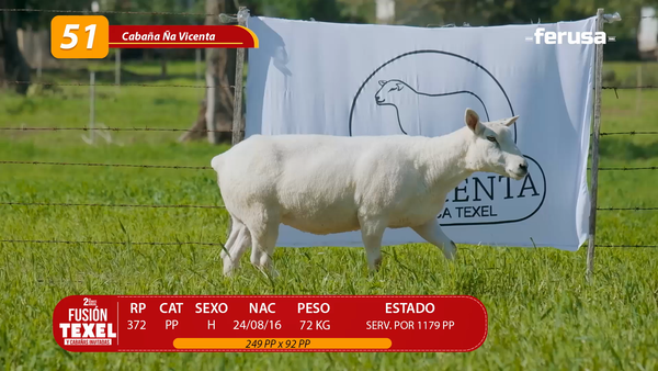 Lote LOTE 51