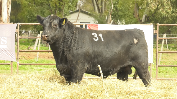 Lote TOROS ANGUS NEGROS  PC
