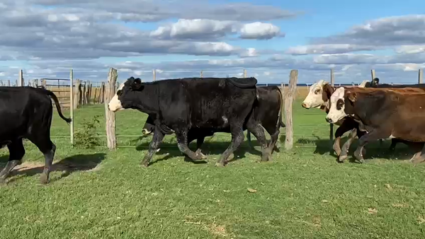 Lote 50 Vaquillonas en San Miguel, Corrientes