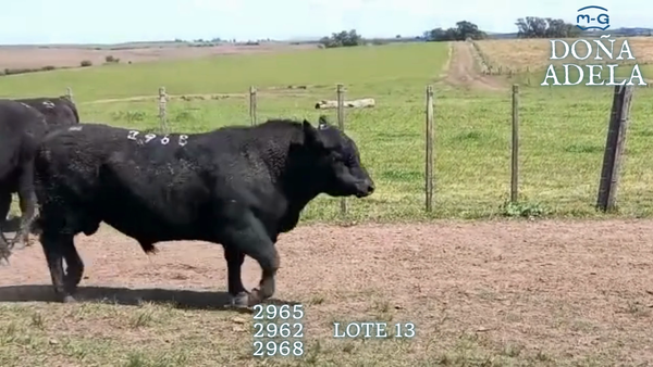 Lote TOROS ABERDEEN ANGUS