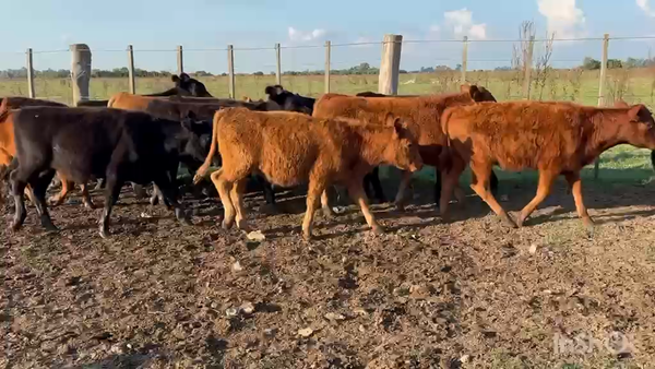 Lote 36 Terneros