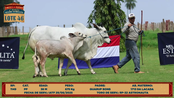 Lote LOTE 46