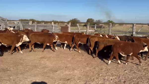Lote 100 Terneros/as
